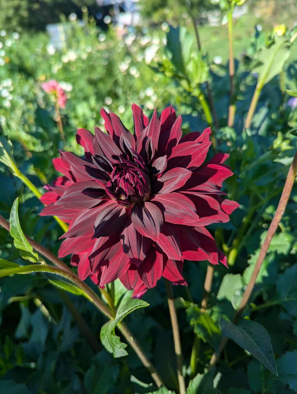 RIP City Dahlia Tuber