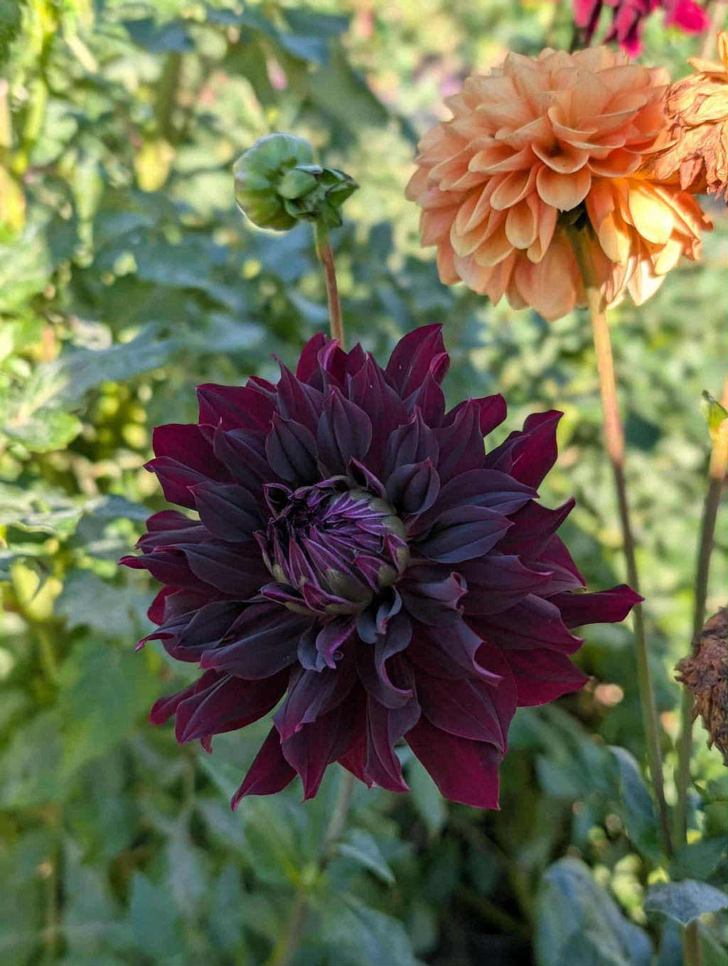 RIP City Dahlia Tuber