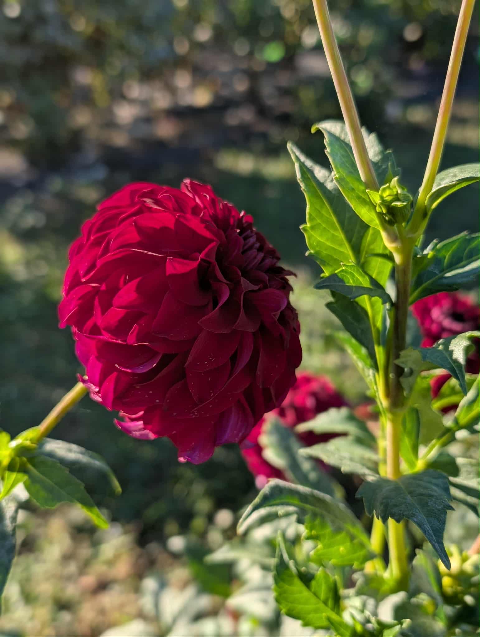 River's Penelope Dahlia Tuber
