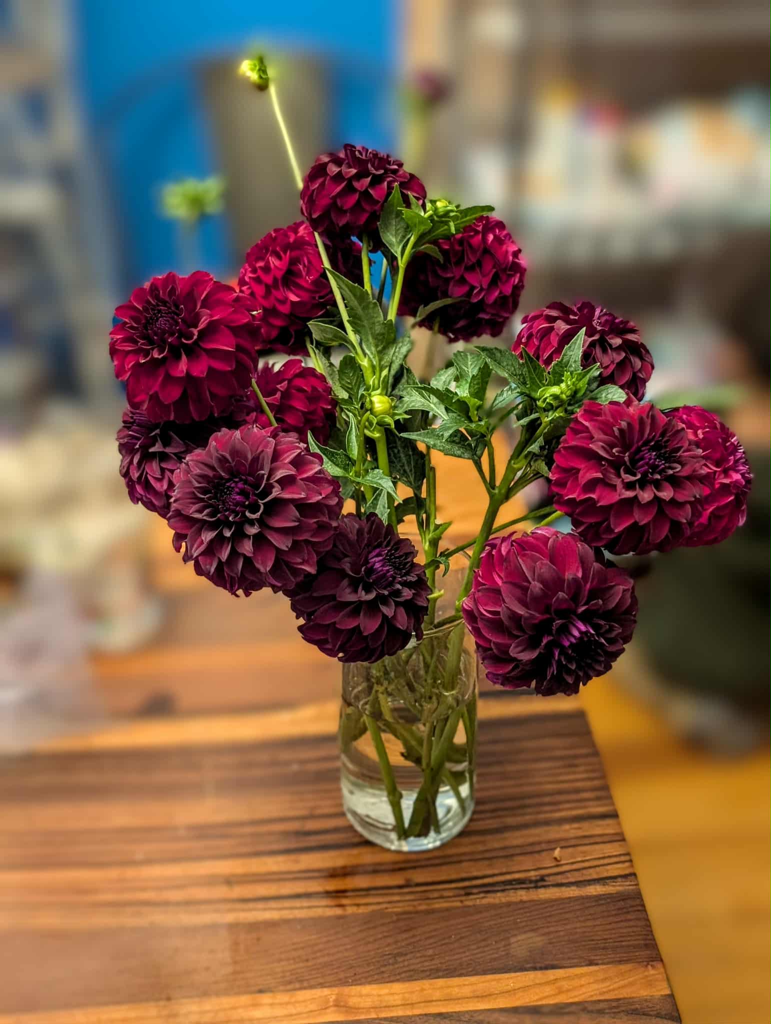 River's Penelope Dahlia Tuber