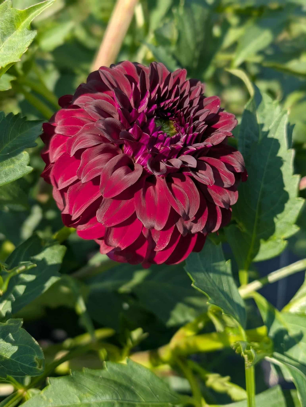 River's Penelope Dahlia Tuber