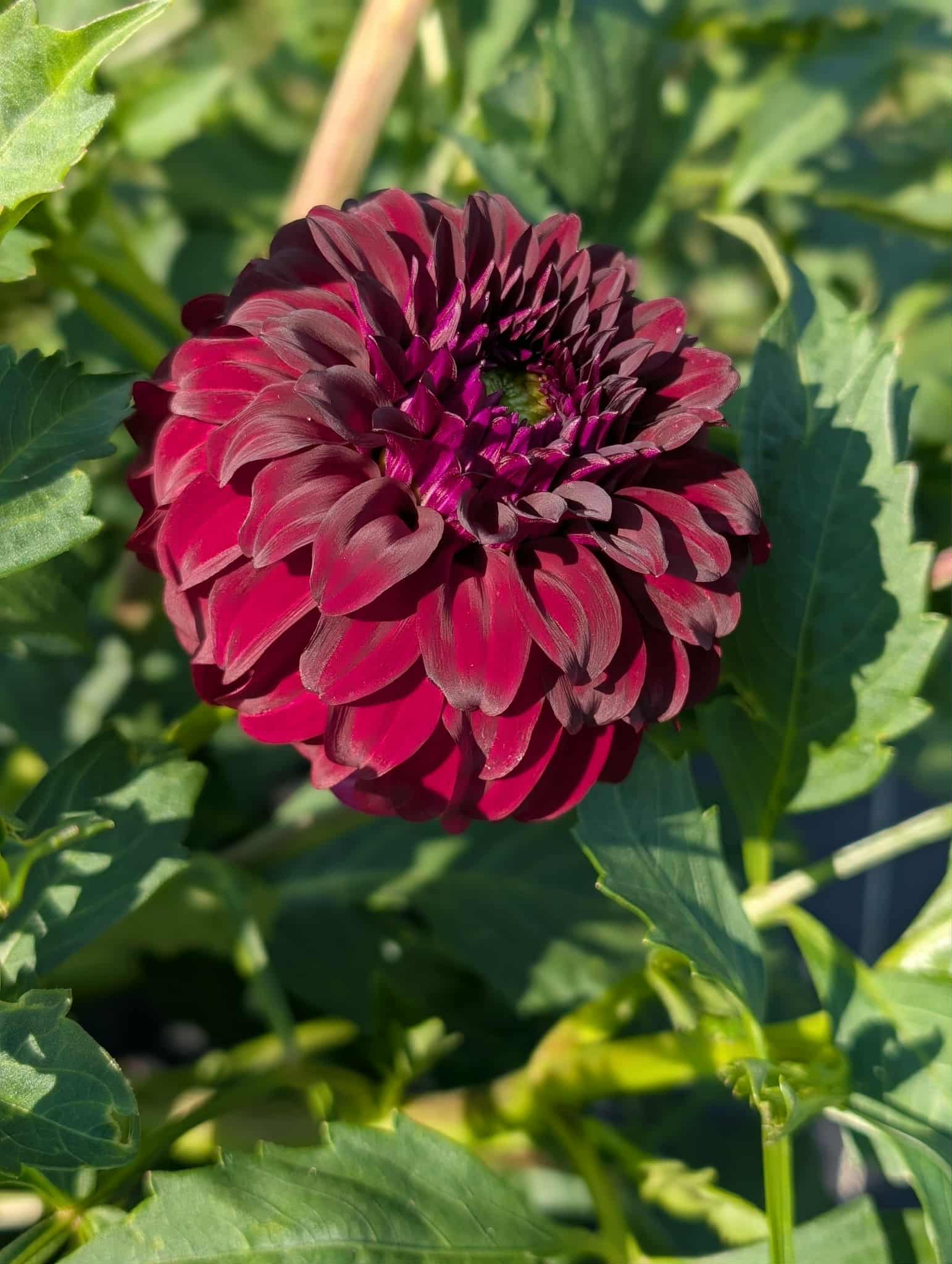 River's Penelope Dahlia Tuber