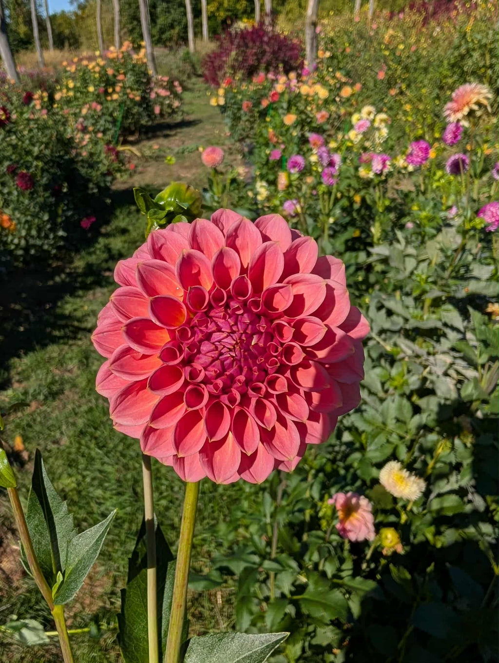 RM Berry Kiss Dahlia Tuber