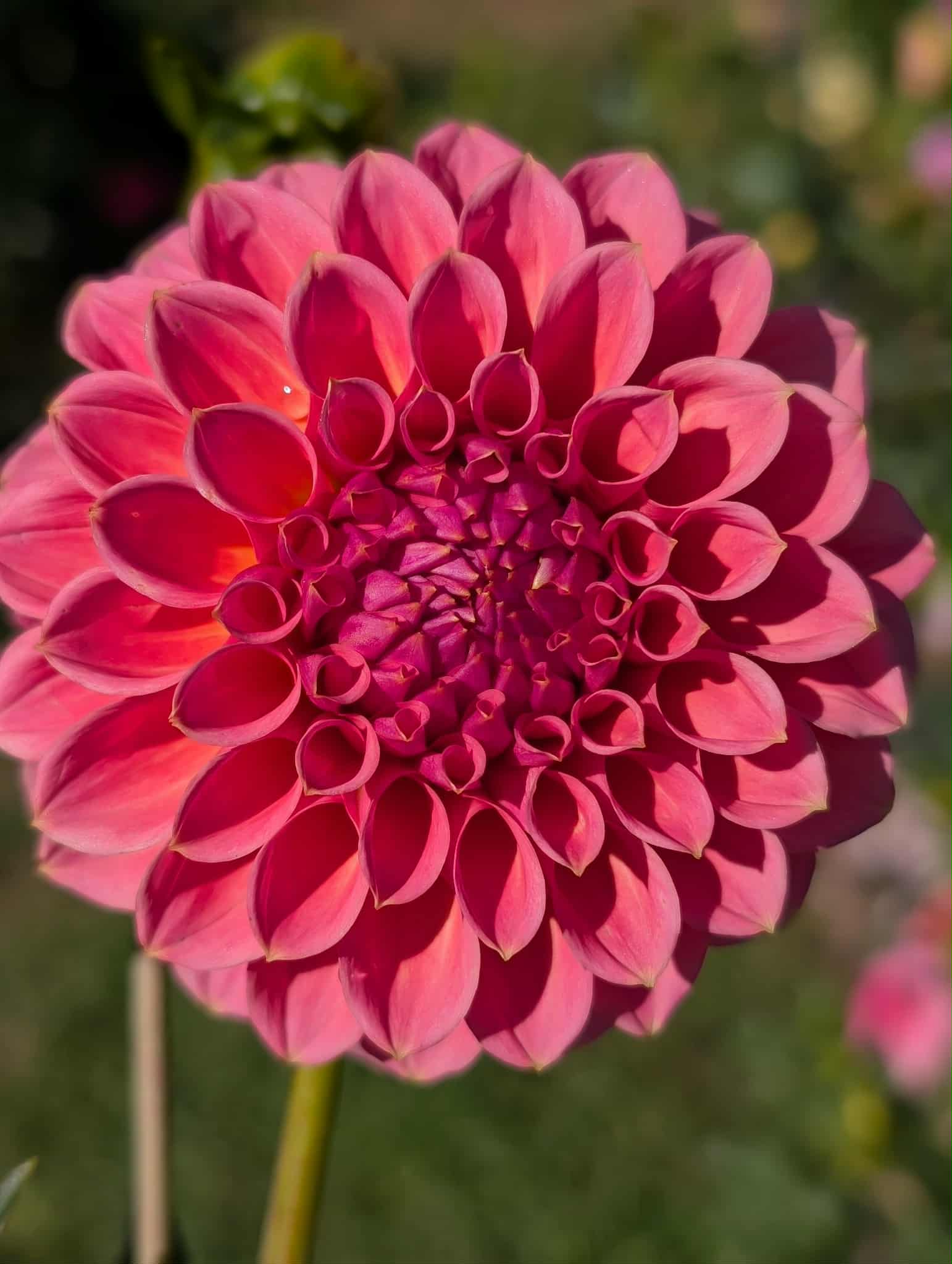 RM Berry Kiss Dahlia Tuber