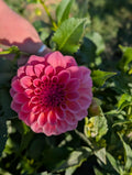 Salmon Kiss Dahlia Tuber