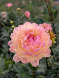 Sandia Bliss Dahlia Tuber