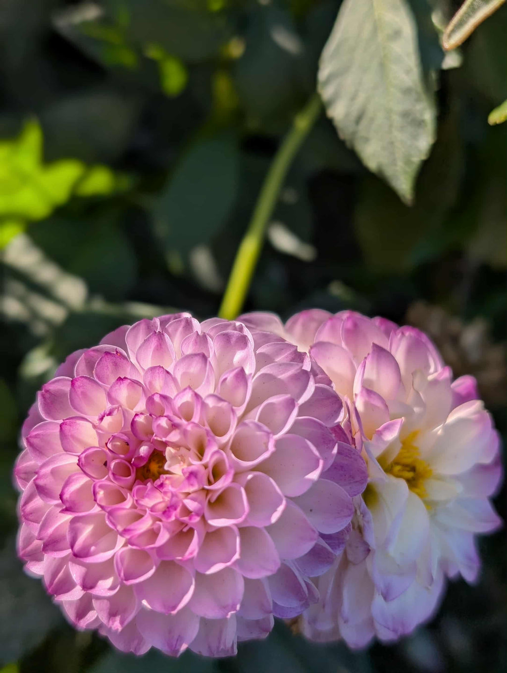 Treby Dainty Dahlia Tuber