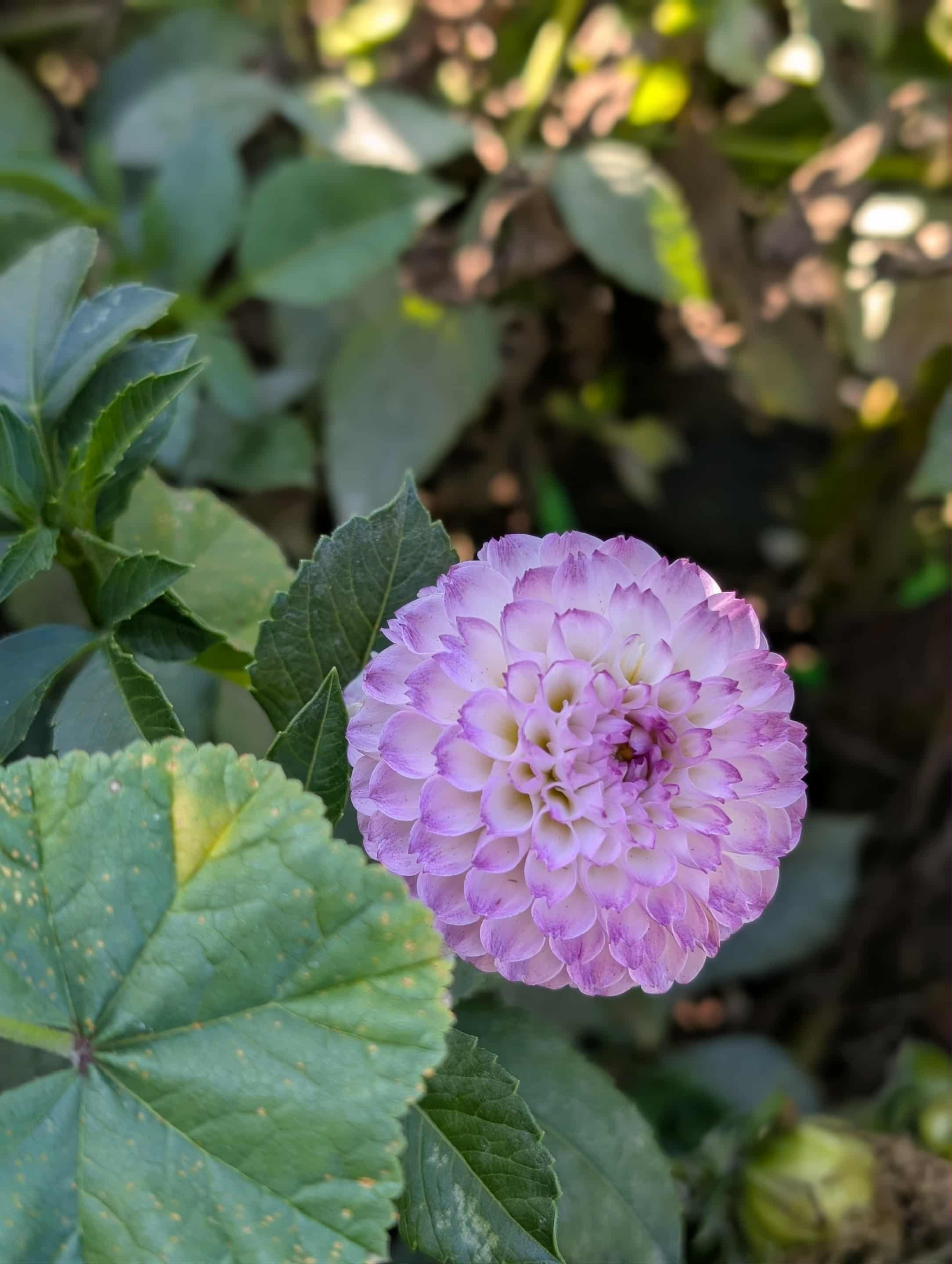 Treby Dainty Dahlia Tuber
