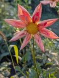 Venus Dahlia Tuber