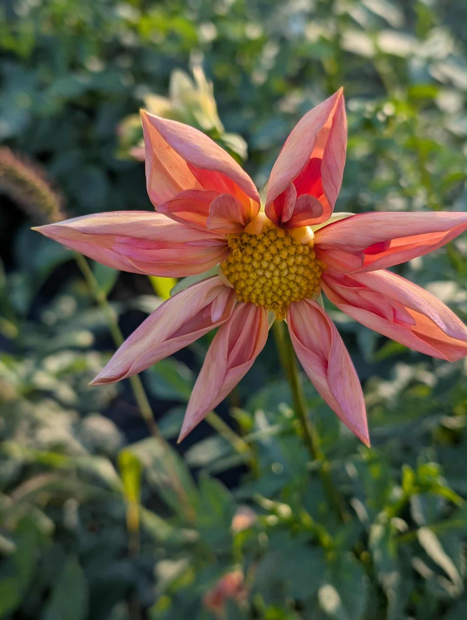 Venus Dahlia Tuber